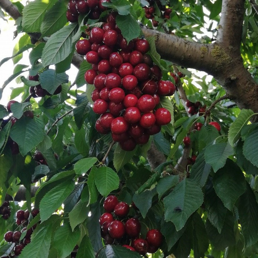 4708372075_sadzhantsi-chereshni-folfer.jpg Саджанці черешні "Фольфер" (пізньостиглий сорт) - Зображення 1