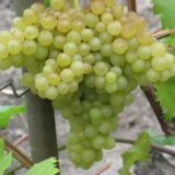 Саджанці винограду "Кишмиш 342"