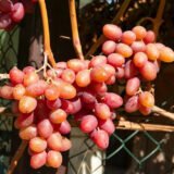 Саджанці винограду "Аладін" - Зображення 2