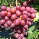 Саджанці винограду "Пам'яті вчителя"