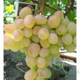 Саджанці винограда "Княгиня Ольга" - Зображення 2