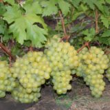 Саджанці винограду "Вальок" - Зображення 3