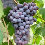 Саджанці винограду "Кишмиш Молдова" - Зображення 2