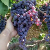 Саджанці винограду "Кишмиш Молдова"