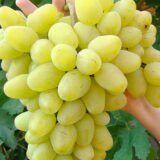 Саджанці винограду "Аркадія"