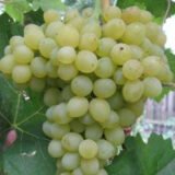 Саджанці винограду "Кеша" - Зображення 2