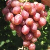 Саджанці винограду "Гурман Радужний"