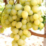 Саджанці винограду "Талісман"