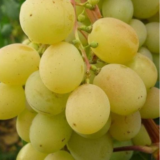 Саджанці винограду "Талісман" - Зображення 2