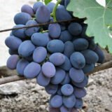 Саджанці винограду "Фуршетний"