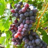 Саджанці винограду "Фуршетний" - Зображення 2