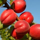 Саджанці абрикосу "Рубіста" (ранньоспілий сорт)