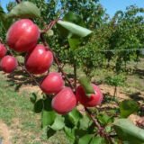 Саджанці абрикосу "Рубіста" (ранньоспілий сорт) - Зображення 2