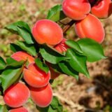 Саджанці абрикосу "Пріція" (Pricia) (ранньоспілий сорт) - Зображення 2