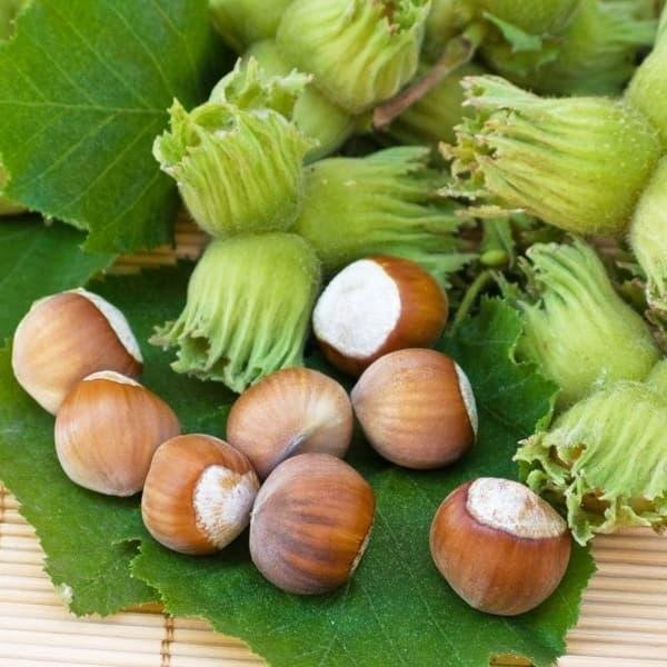 4788441167_sadzhantsi-funduka-kosford.jpg Саджанці фундука "Косфорд" (відводок) - Зображення 1