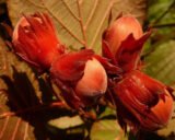 Саджанці фундука "Варшавський червонолистий" (відводок) - Зображення 3