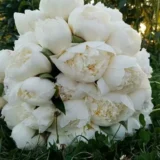 Півонія  "Lancaster Imp" (Ланкастер Імп) - Зображення 2