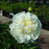 Півонія  "Duchesse de Nemours" (Дюшес де Немур) - Зображення 2