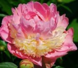 Півонія "Sorbet" (Сорбет) - Зображення 2