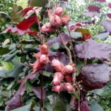 Саджанці фундука "Варшавський червонолистий" (відводок)