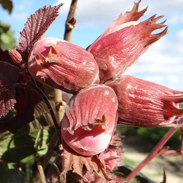 4895374892_sadzhantsi-funduka-sirena.jpg Саджанці фундука "Сирена" (відводок) - Зображення 1