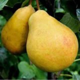 Саджанці груші "Лимонна"