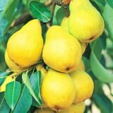 Саджанці груші "Лимонна" - Зображення 2