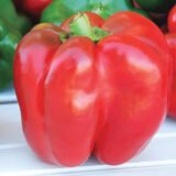 Паланська Бабура, перець солодкий, 2 г. СЦ Традиція Україна - Зображення 2