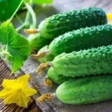 Еколь F1 насіння огірка, 10 шт (Власне фасування з оригінального упакування), (Syngenta).