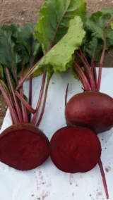 Буряк Столовий Кестрел F1, 200шт - Зображення 3