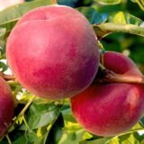 Саджанці персика "Роял Естет" (пізньоспілий сорт, селекції США)