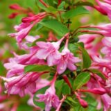 Саджанці Вінгс оф Фаєр  (Weigela 'Wings of Fire) - Зображення 2