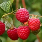 Ремонтантна малина "Берберанза" - Зображення 2