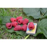 Малина "Корпіко"  (середньорання) - Зображення 2