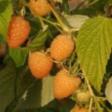 Малина "Анна" (ремонтантна) - Зображення 2