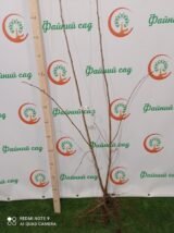 Саджанці фундука "Морозівський" (відводок) - Зображення 3