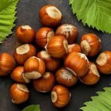 Саджанці фундука "Морозівський" (відводок)