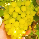 Саджанці винограду "Кишмиш Цимус"