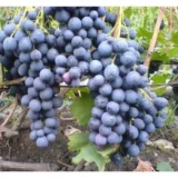 Саджанці винограду "Страшенський"