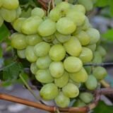 Саджанці винограду "Дар'я"