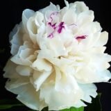 Півонія "Festiva Maxima" (Фестива Максима) - Зображення 2