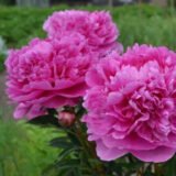 Півонія "Varenka" (Варенька) - Зображення 4