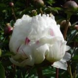 Півонія "Madam de Vernéville" (Мадам де Верневіль) - Зображення 3