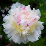 Півонія "Madam de Vernéville" (Мадам де Верневіль) - Зображення 2