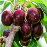 Саджанці черешні "Каріна" (пізньоспілий сорт) - Зображення 2