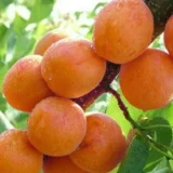 Саджанці абрикосу "Янтарний" (середньоспілий сорт)