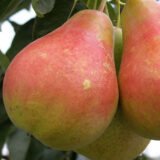 Саджанці груші "Весільна" (червона м'якоть) - Зображення 2