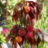 Персик червонолистий колоновидний Бургунді (пізньоспілий сорт)