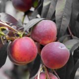 Персик червонолистий колоновидний Бургунді (пізньоспілий сорт) - Зображення 2