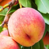 Саджанці персика "Вашингтон" (пізньоспілий сорт) - Зображення 2